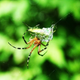 Illustration for article titled Shooting Challenge: Bugs Gallery (Part 4)